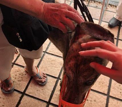 澳门600只灵缇犬领养现场，场面很温馨！民署：犬隻不會人道毀滅……