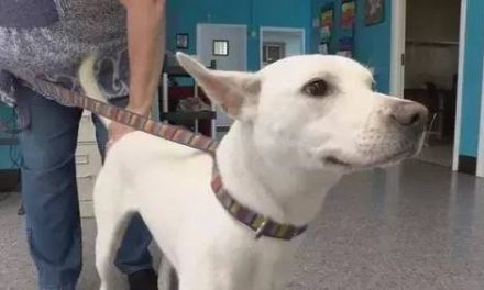 狗狗被绑在木头上丢到河里自生自灭，只是因为主人不想养了……