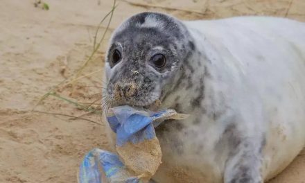 台风“山竹”爆出最震惊一幕：它们无能为力，只有等死……