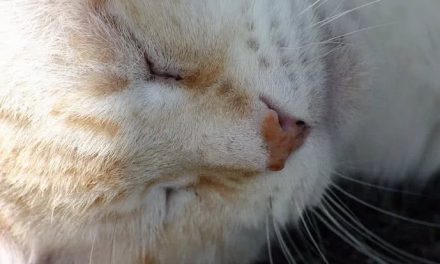 猫猫以7倍于人的速度离开世界，如何让ta拥有幸福晚年