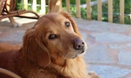 世界十大温顺听话的狗排名，中华田园犬排第四，“大暖男”排第一