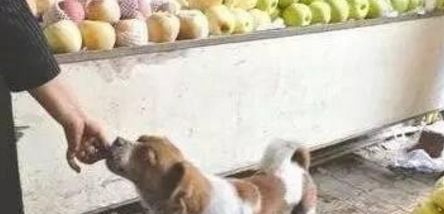 狗狗马路上不顾生死追赶公交车，足足十几公里，真相令人心痛