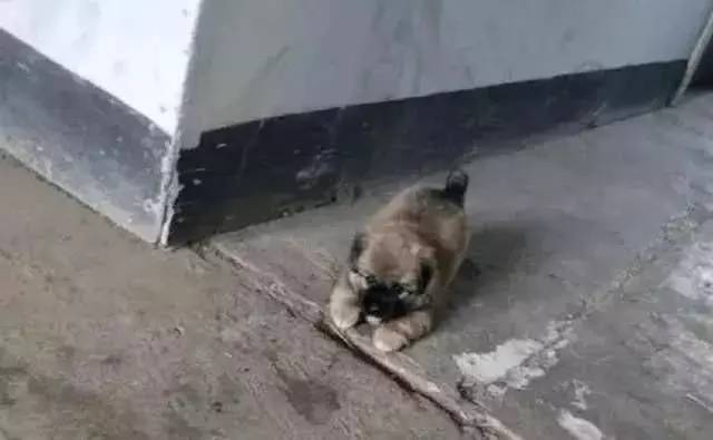 女孩救助流浪田园犬，为了报恩，狗狗每天晚上都会护送她回家！