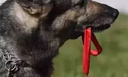 汶川英雄搜救犬“银虎”离世，让我们向这些无言的战士，致敬！