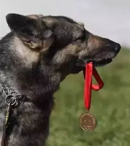 汶川英雄搜救犬“银虎”离世，让我们向这些无言的战士，致敬！