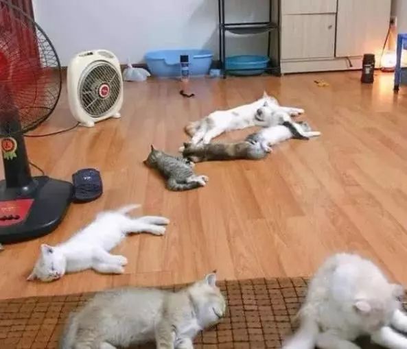 宠主收养了七只流浪猫，天热开电风扇给它们吹，猫咪们的反应暖心