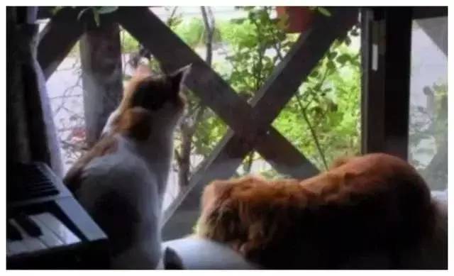 猫咪要被送去火化了，狗狗怎么劝都不肯，主人心酸不已！