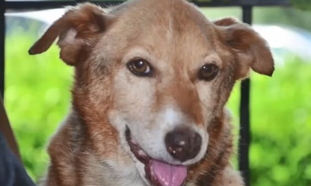 中华田园犬的高贵血统：你为什么不喜欢养我！