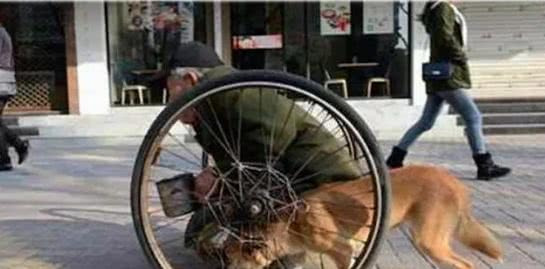 狗狗车祸后被残疾老人收养，每日推老人乞讨感动富豪，终得救助