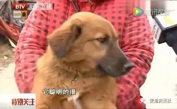 那个拼了命救下跳楼少女的英雄狗狗，最后还是被遗弃了……