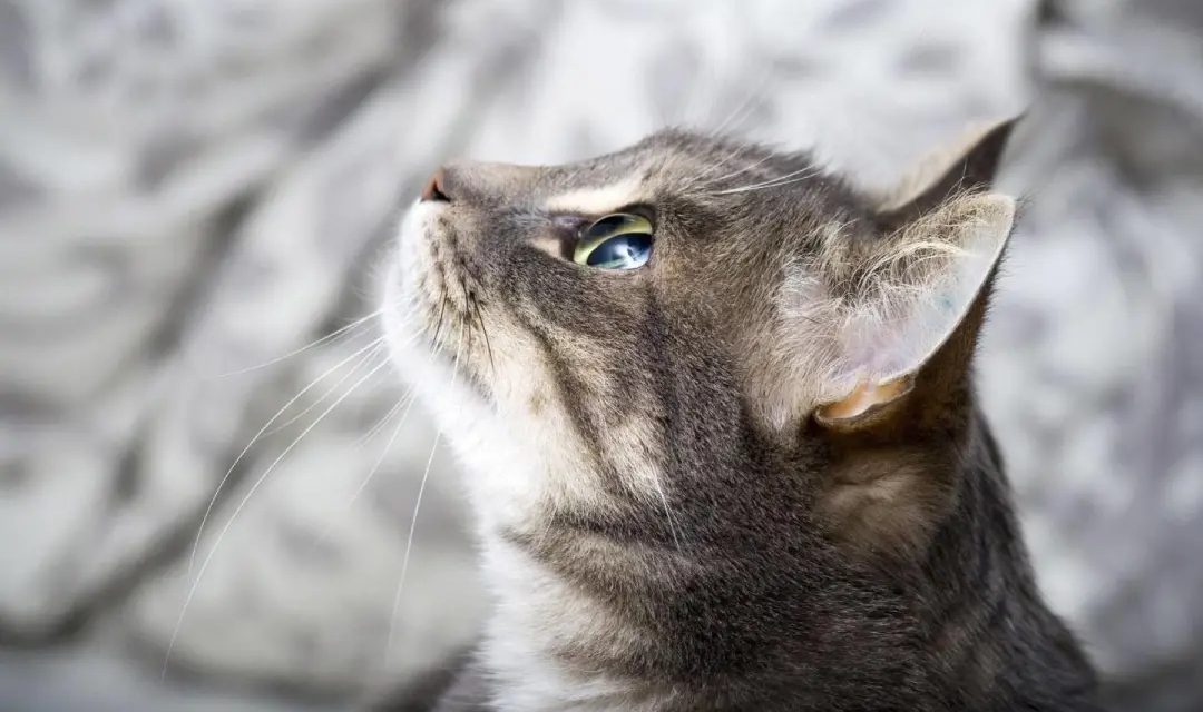流浪小猫冻僵在雪地里痛哭，狗狗见到后，竟把它拖回了自己的窝