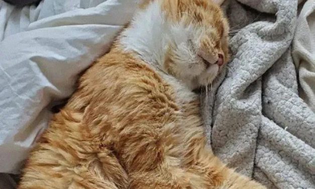 陷入绝境的橘猫决定求助人类：”求求你让我进去吧，外面太冷了”