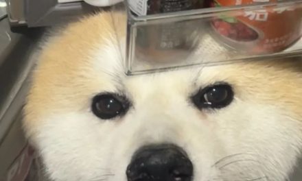 妹子在床上吃下午茶，却不用小茶几，因为……好惬意啊！